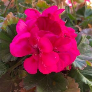 Meet your Posher, Alma